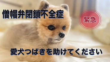 僧帽弁閉鎖不全症の愛犬つばきを助けてください のトップ画像