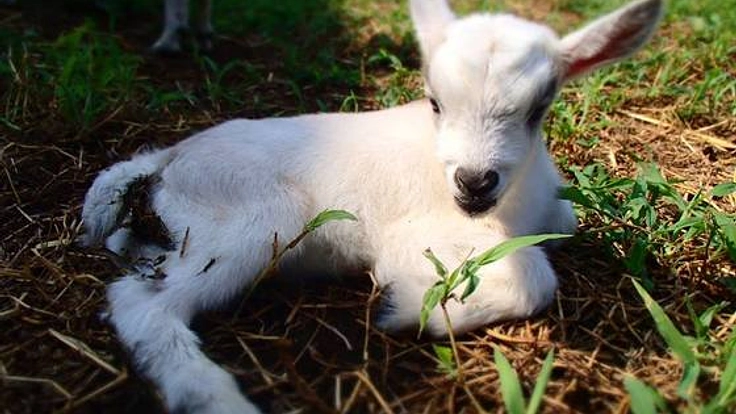 多摩ニュータウンに子供も遊べる「ヤギ牧場」を作りたい!