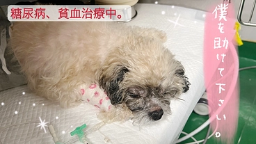 【糖尿病と貧闘で闘病中】の小さな命をどうか助けてください。 のトップ画像