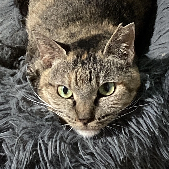 うめちゃん　抜歯手術をしました