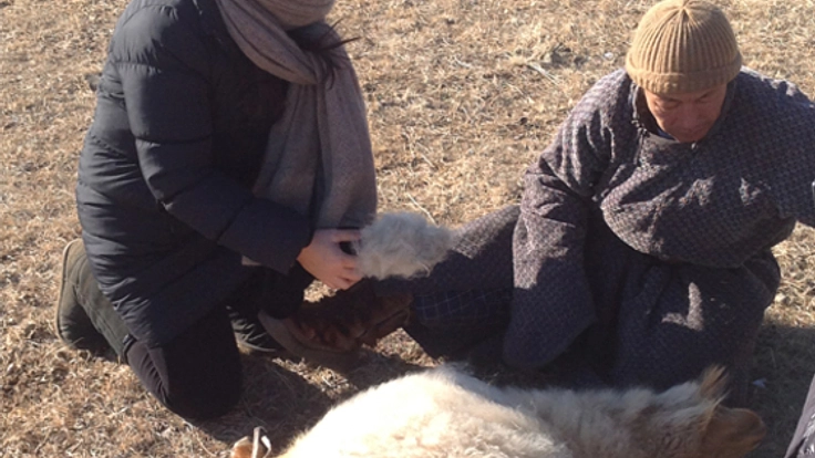 モンゴル国のカシミヤを岡山県の地場産業の技術協力で生産したい