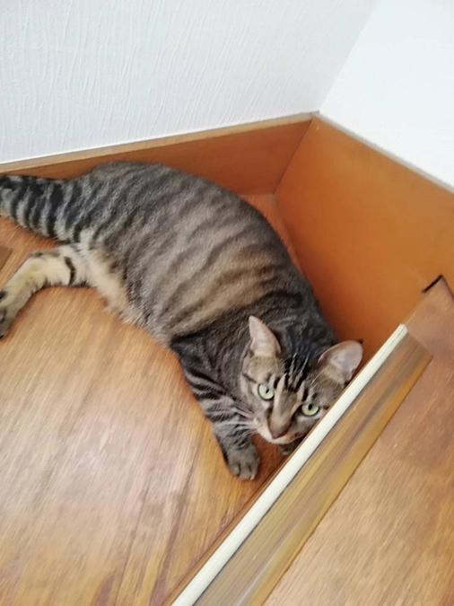 【やまと君】ずっとのおうち決まりました。