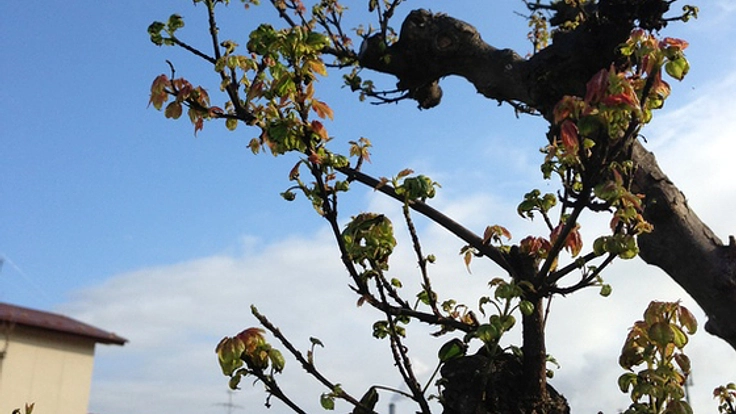 津波で庭を流された被災者の新居に思い出の木を贈りたい！