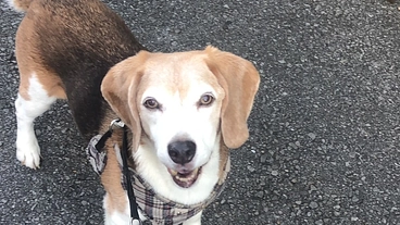 悪性メラノーマの再発防止、腫瘍を繰り返す病気にご支援お願い致します のトップ画像