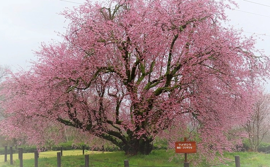 【税制優遇あり】応援コース(10,000円)