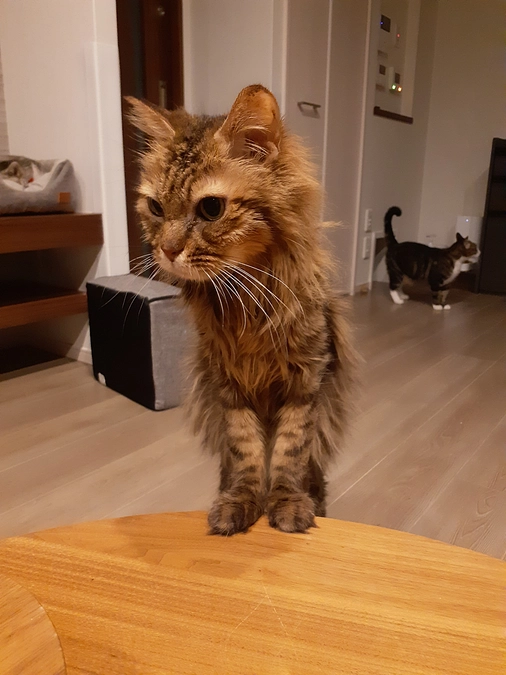 【ライ君】虹の橋を渡りました。