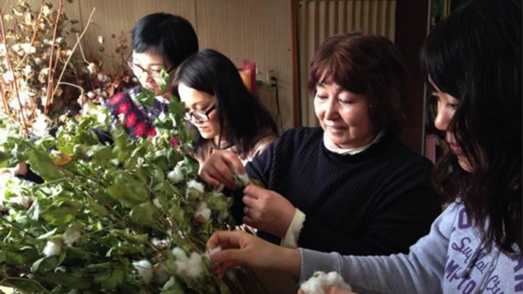 北限への挑戦!収穫不可能と言われた綿を北海道で栽培したい!