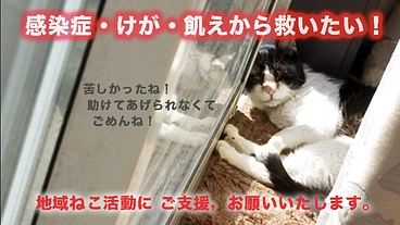 過酷な環境で生きる 野良ねこたちを感染症やけが・飢えから救いたい！ のトップ画像