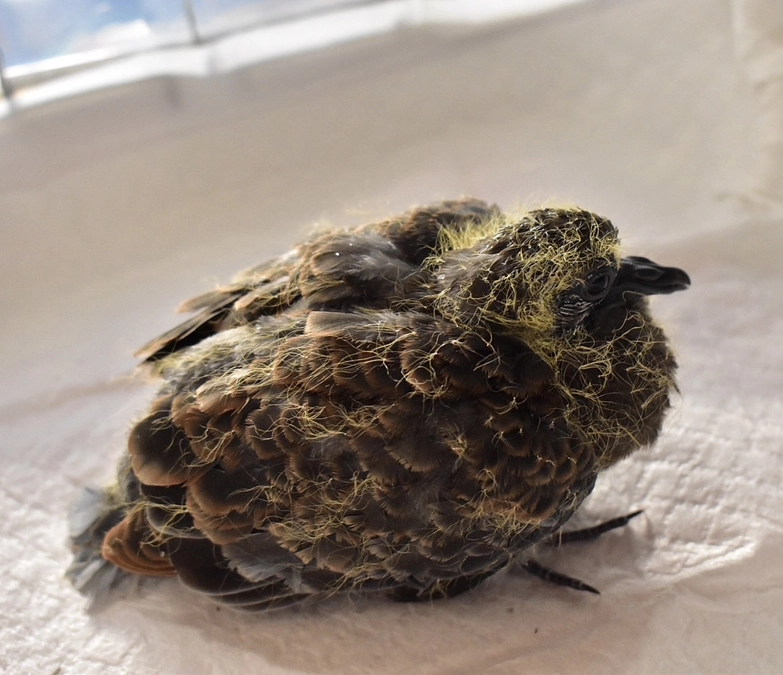 【保護情報】外傷を負ったキジバトの幼鳥