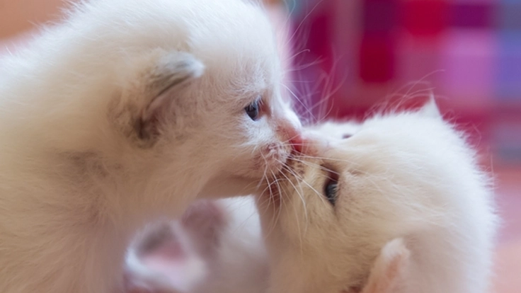 ペットショップに子猫を販売しないキャテリーの専門サイトを構築