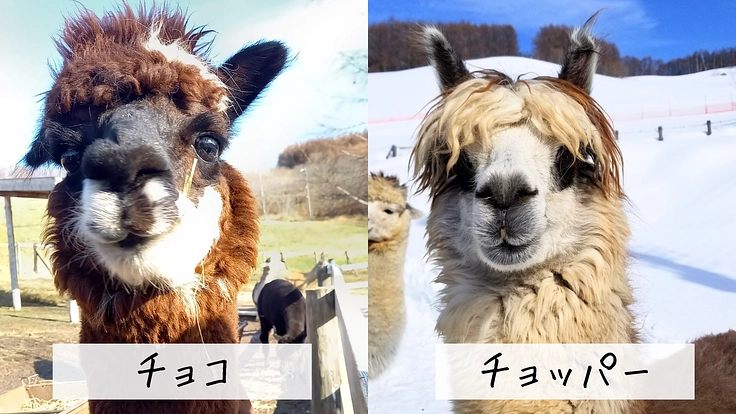 ビバアルパカ牧場｜皆様とアルパカ達の憩いの場を、より快適な環境へ 2枚目