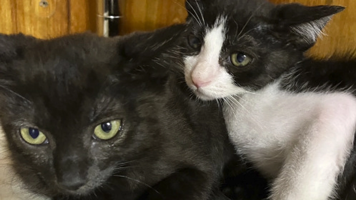 ヨルイチ手術日延期_(:3 」∠)_