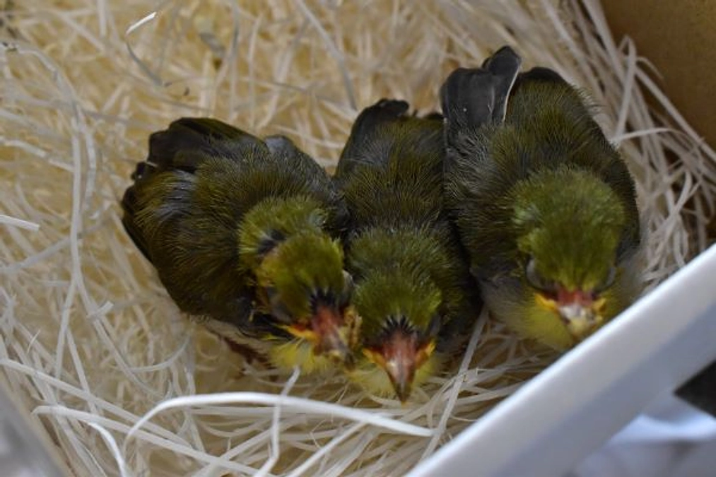 【保護情報】3羽のメジロのヒナ