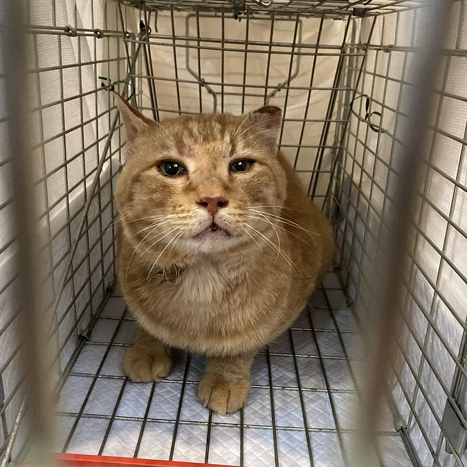 4か月越しのTNRがやっと完了しました！