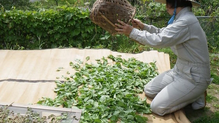 里山に自生する野生植物で地域医療に貢献したい!