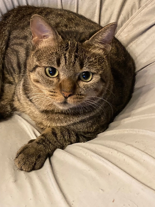 8月8日世界猫の日の小さなボランティアさん