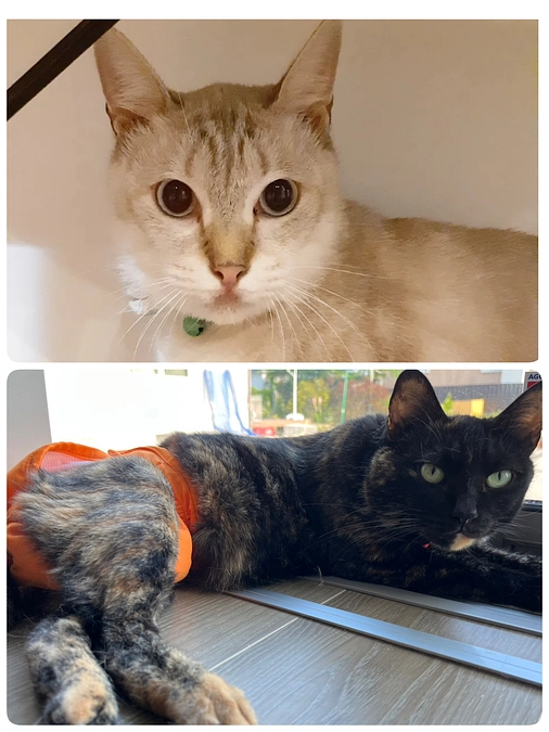 【つくし君】【くるみちゃん】【他猫】の医療と今週の予定