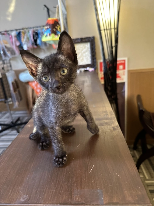 以前に見つけた生後１か月わずか190gの子猫のその後