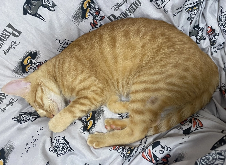 クラウドファンディング開始いたしました