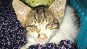 台風の前に弱って母猫に見捨てられた子猫を助けたい のトップ画像