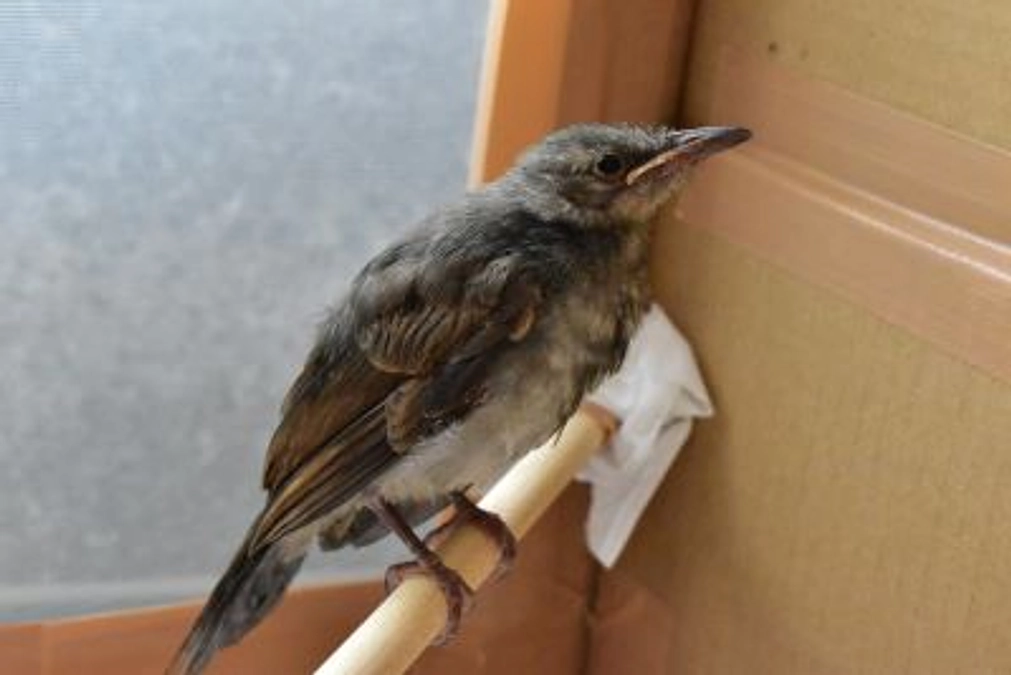 【保護情報】脳疾患のあるヒヨドリのヒナ