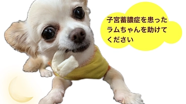【子宮蓄膿症】を患ったラムちゃんの治療費をご支援ください。 のトップ画像