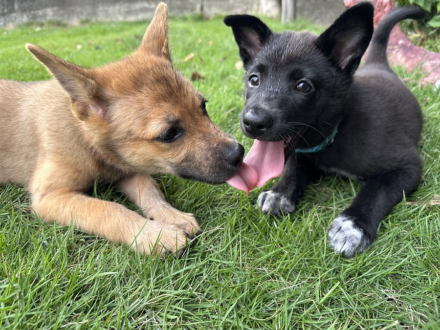 過剰繁殖に立ち向かう　野犬を増やさないためにも　不妊手術を