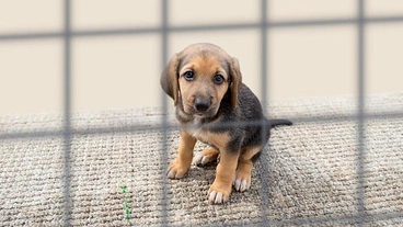 殺処分０へ犬や猫のためのシェルター作り のトップ画像