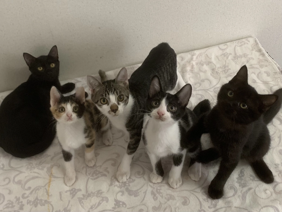 お外で産まれた過酷な運命　どうすれば家無き犬猫を救えるのか？