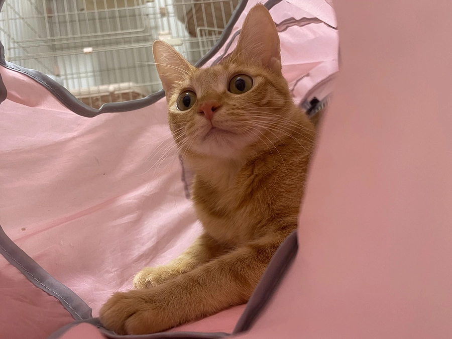 今日のモカ（ 投薬60日目）🐱⭐️