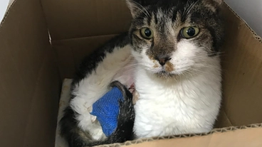 赤ちゃんの時から下痢が治らないチビが骨折して11ヶ月入院しました。 のトップ画像