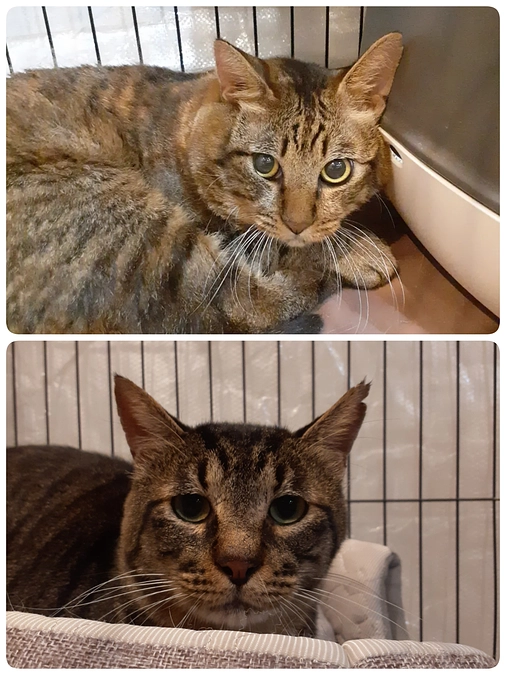 愛護センターより2匹お迎えしました。