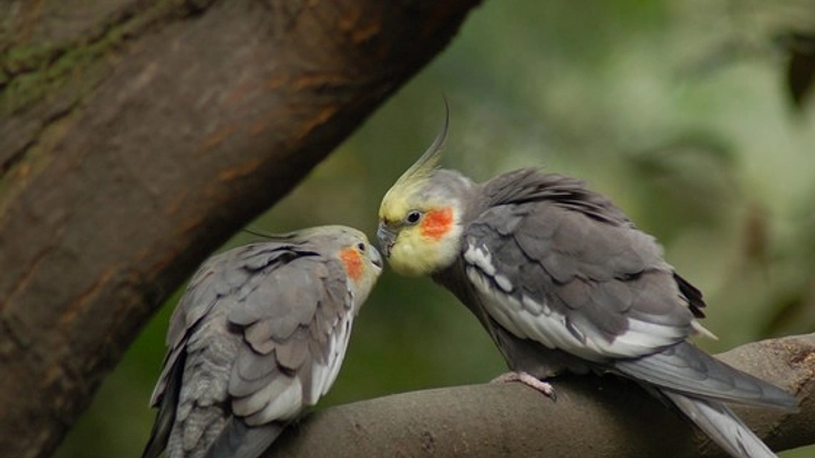 オーストラリアに滞在し、野生のオカメインコを撮影したい！