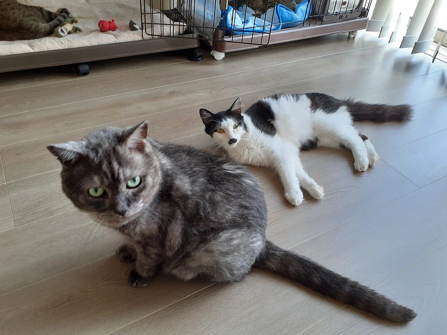 【うり君】トライアル決定いたしました