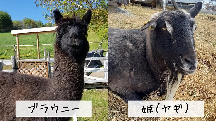 ビバアルパカ牧場｜皆様とアルパカ達の憩いの場を、より快適な環境へ 7枚目