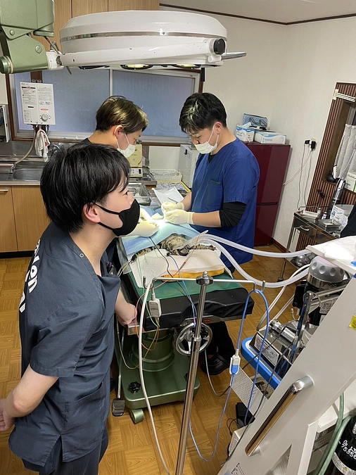 応援メッセージ　Wan life spay clinic 獣医師　山本先生より