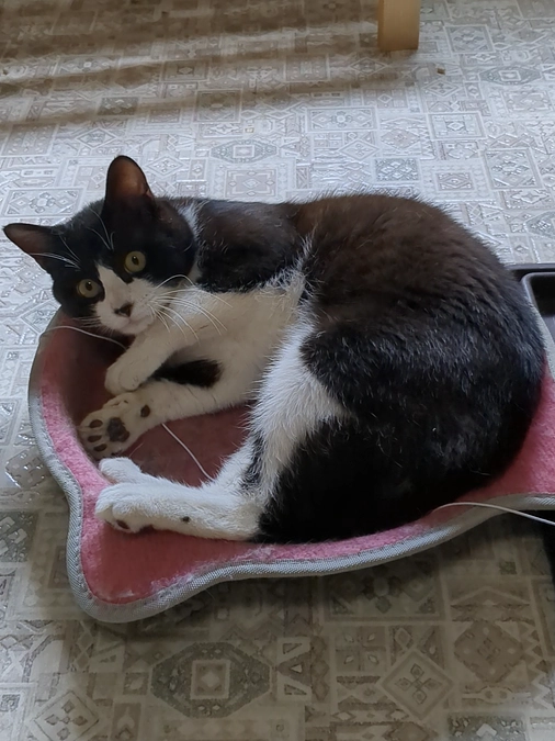 火曜日にたまたまを取られたハチが帰ってきます！