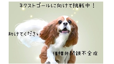 【心臓手術で繋げる命】マイロを助けたい【僧帽弁閉鎖不全症】 のトップ画像