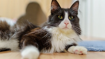 FIPで闘病中のコロべぇを応援してください！ のトップ画像