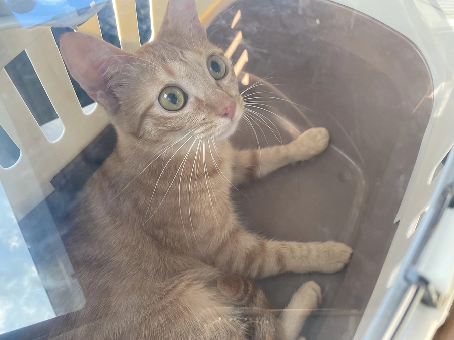 8月12日（定期検診でした🐱⭐️）