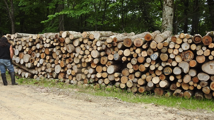 チップにされ、燃やされる(二酸化炭素にされる)森を救いたい !