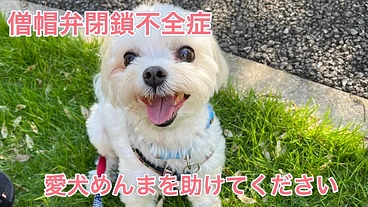 【僧帽弁閉鎖不全症】に苦しむ愛犬めんまを手術で救いたい のトップ画像