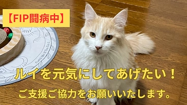 【FIP闘病中】ルイを救うため、ご協力をお願い致します！ のトップ画像