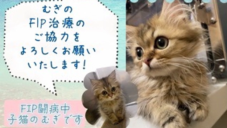 余命1カ月と言われた子猫、むぎのFIP治療にご協力ください