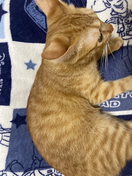 今日のモカ（投薬66日目）🐱⭐️