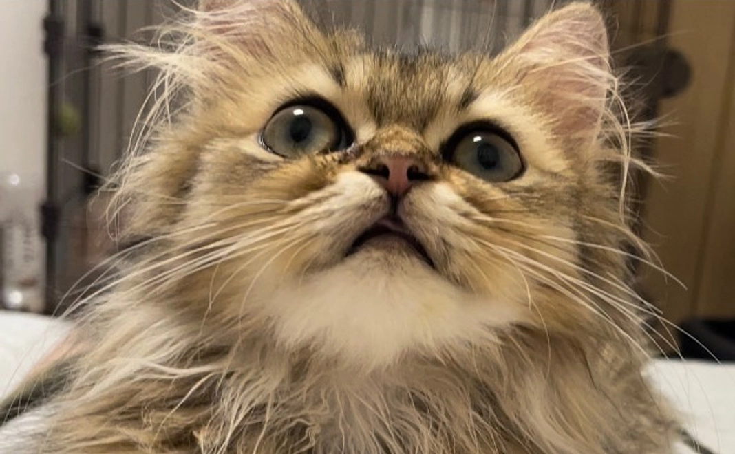 お礼のメール、むぎの画像データ1枚