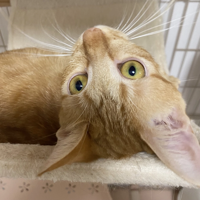 今日のモカ（投薬67日目）🐱⭐️