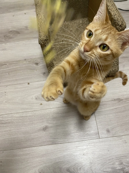 今日のモカ（投薬68日目）🐱⭐️