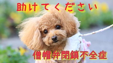 僧帽弁閉鎖不全症の愛犬サニーを手術で助けたい！ のトップ画像