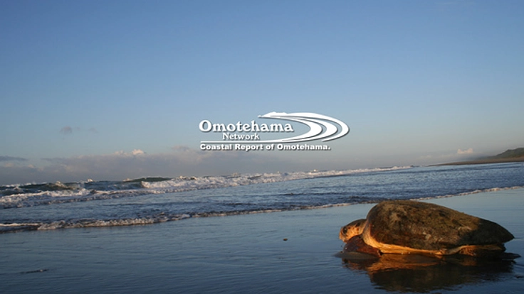 産卵に来たウミガメが最悪死に至る悲劇〜表浜海岸の今を1冊に〜